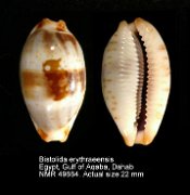 Bistolida erythraeensis (2)